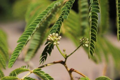 Albizia julibrissin - kapinice, perská akacie - pupeny květu